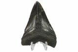 3.34" Fossil Megalodon Tooth - South Carolina - #130795-1